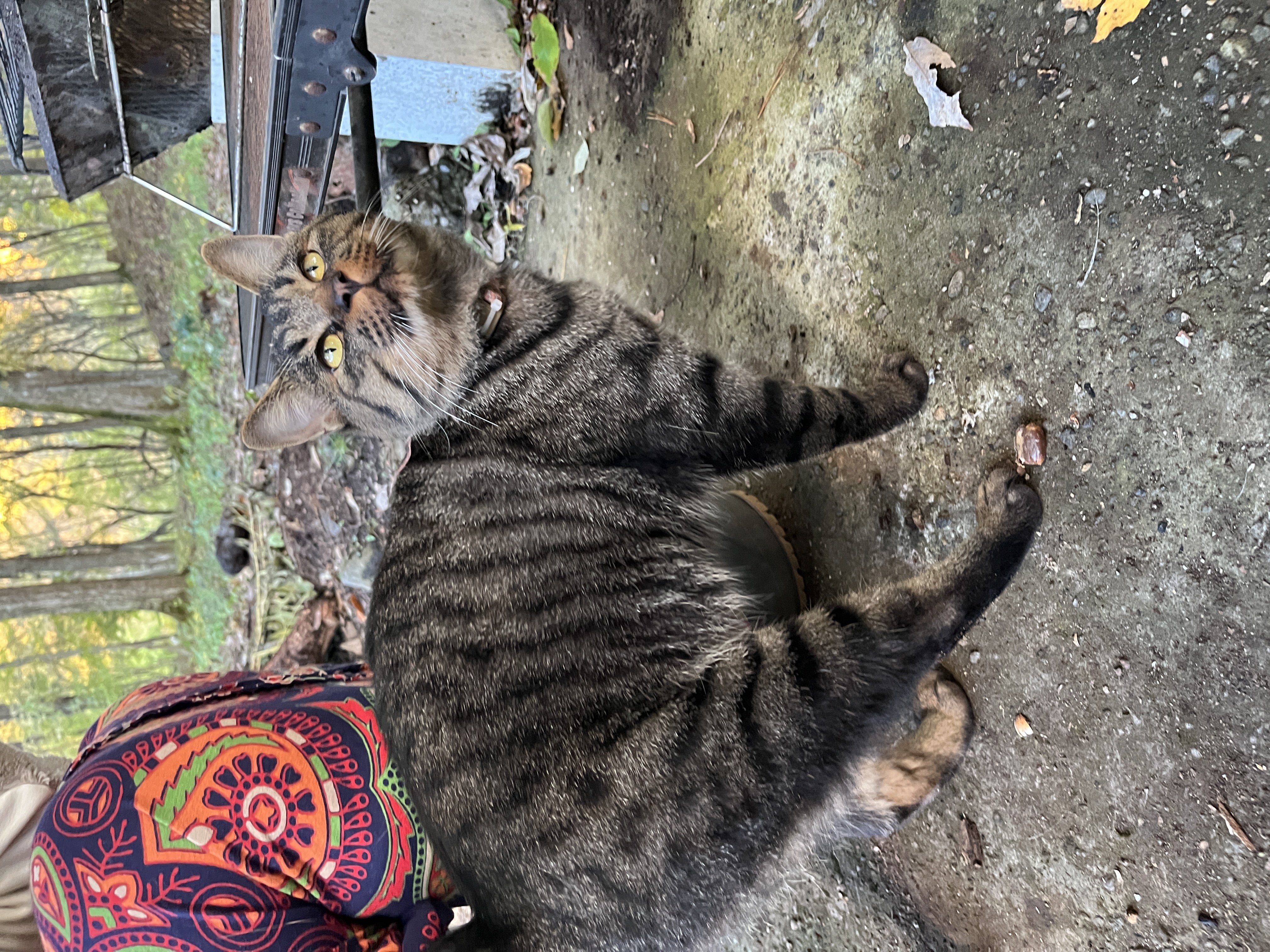 投稿された猫の写真